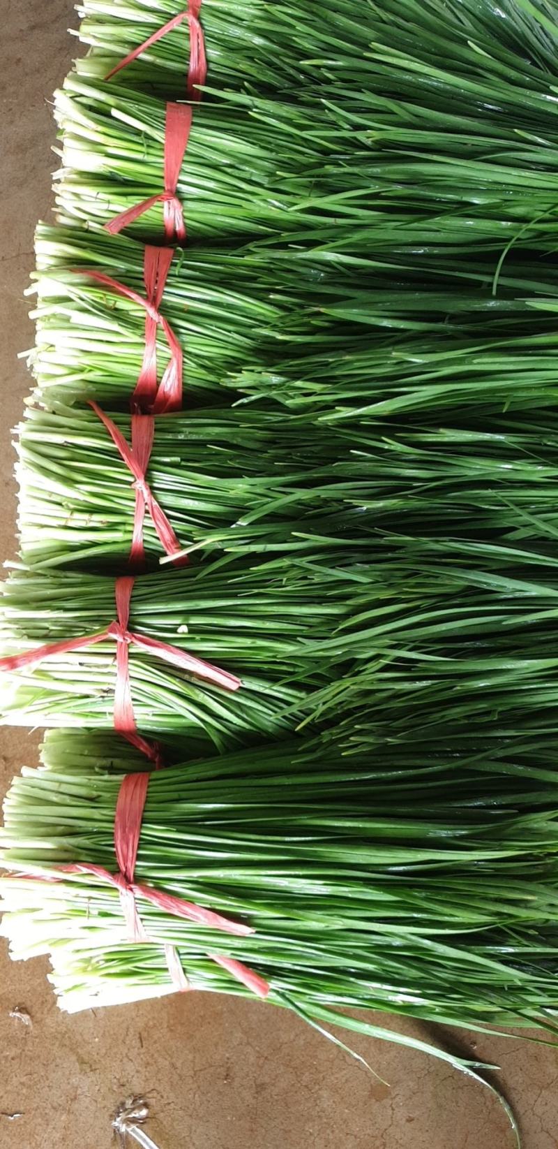 【精品】广东徐闻沙土韭菜，常年大量供应，欢迎实地考察