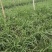 中粗韭菜