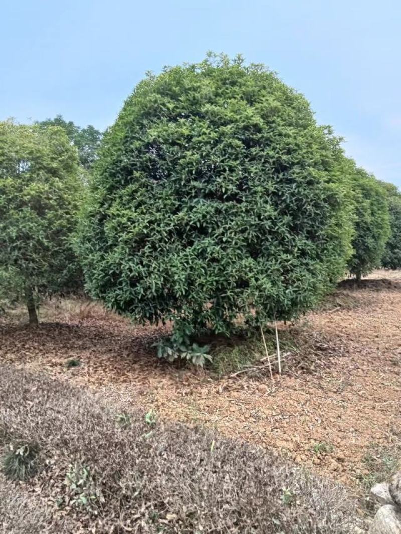 精品桂花！分枝统一，冠幅密实，土质良好，存活率高！