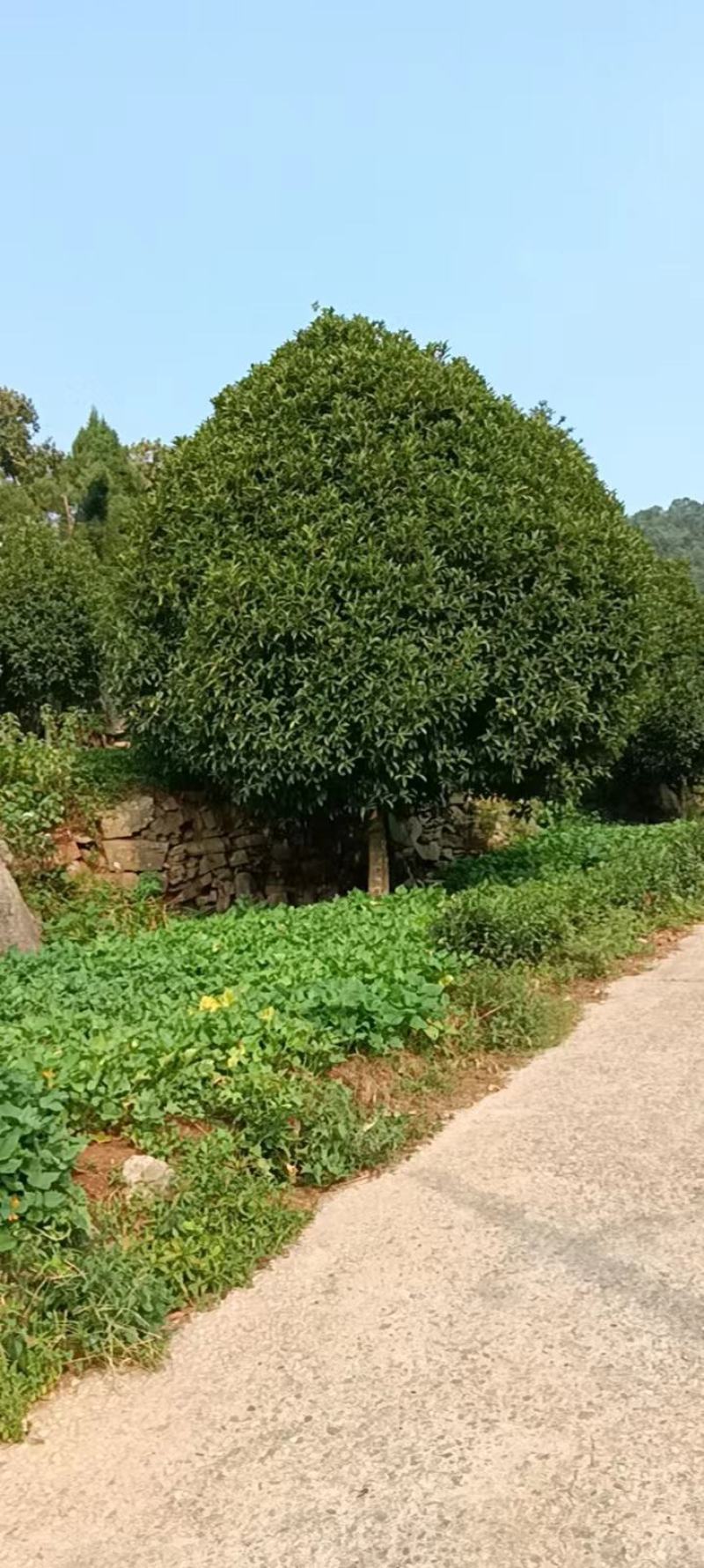 精品桂花！分枝统一，冠幅密实，土质良好，存活率高！