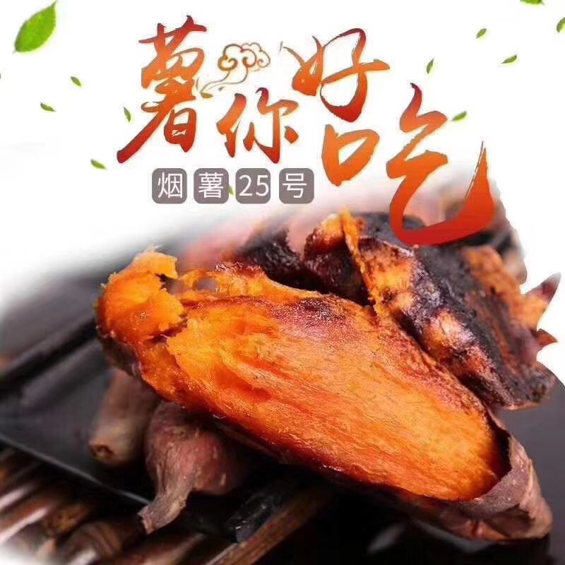 烟薯25