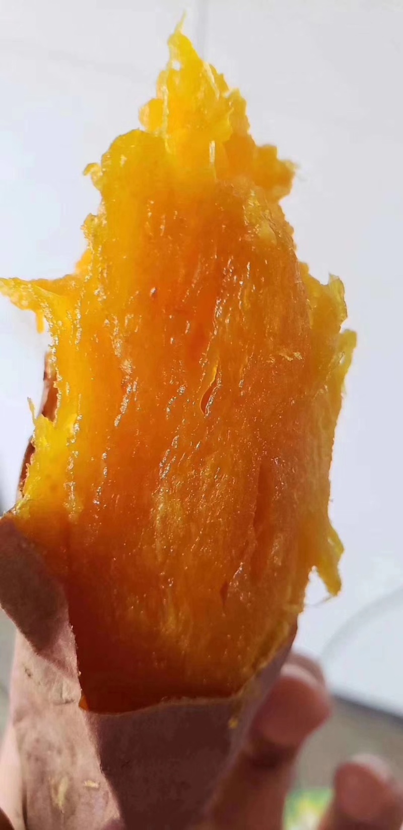 烟薯25