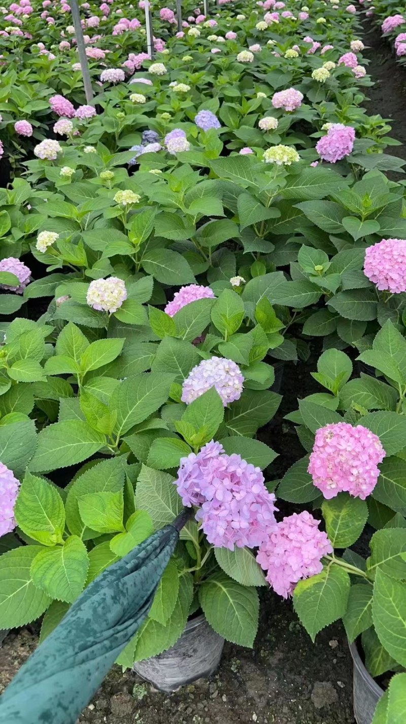 无尽夏绣球八仙花各种规格陈都绣球