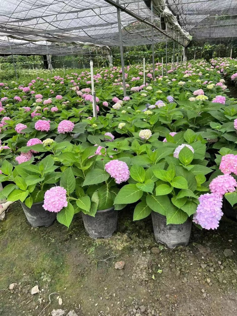 无尽夏绣球八仙花各种规格陈都绣球