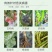 哈茨木霉菌微生物菌剂土传真菌病害克星防根腐烂根死苗