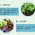 哈茨木霉菌微生物菌剂土传真菌病害克星防根腐烂根死苗