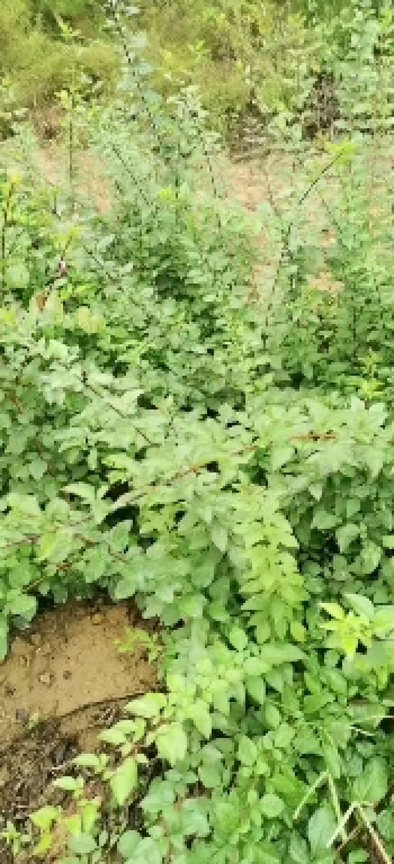 药用连翘大果粒种苗