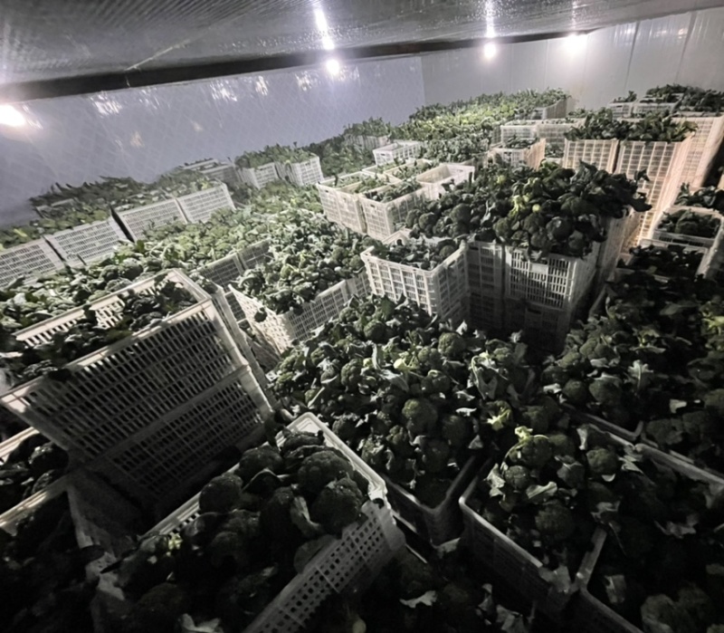 河南扶沟县优秀西兰花种植基地保质保量全国发货欢迎联系
