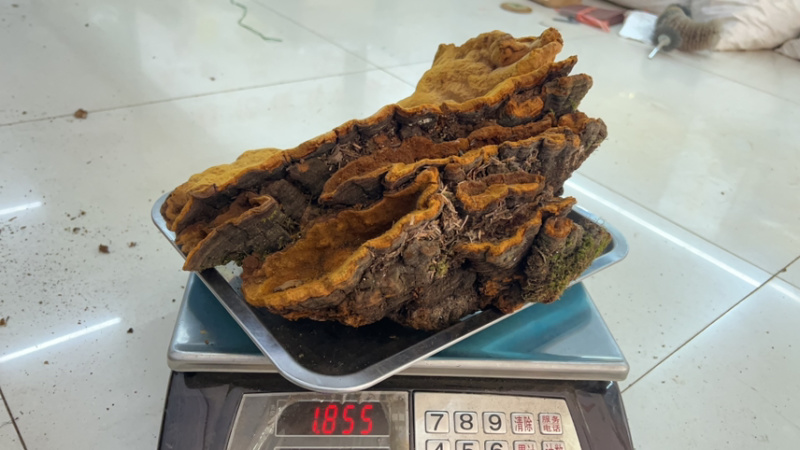松针桑黄产地批发各种规格齐全量大详谈