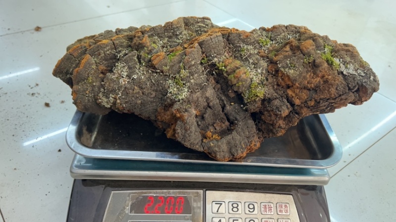 松针桑黄产地批发各种规格齐全量大详谈