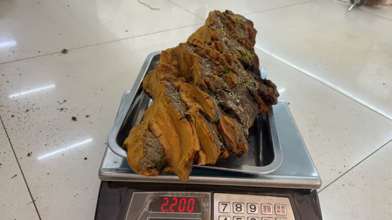 松针桑黄产地批发各种规格齐全量大详谈