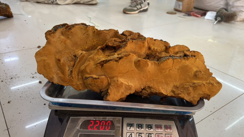 松针桑黄产地批发各种规格齐全量大详谈