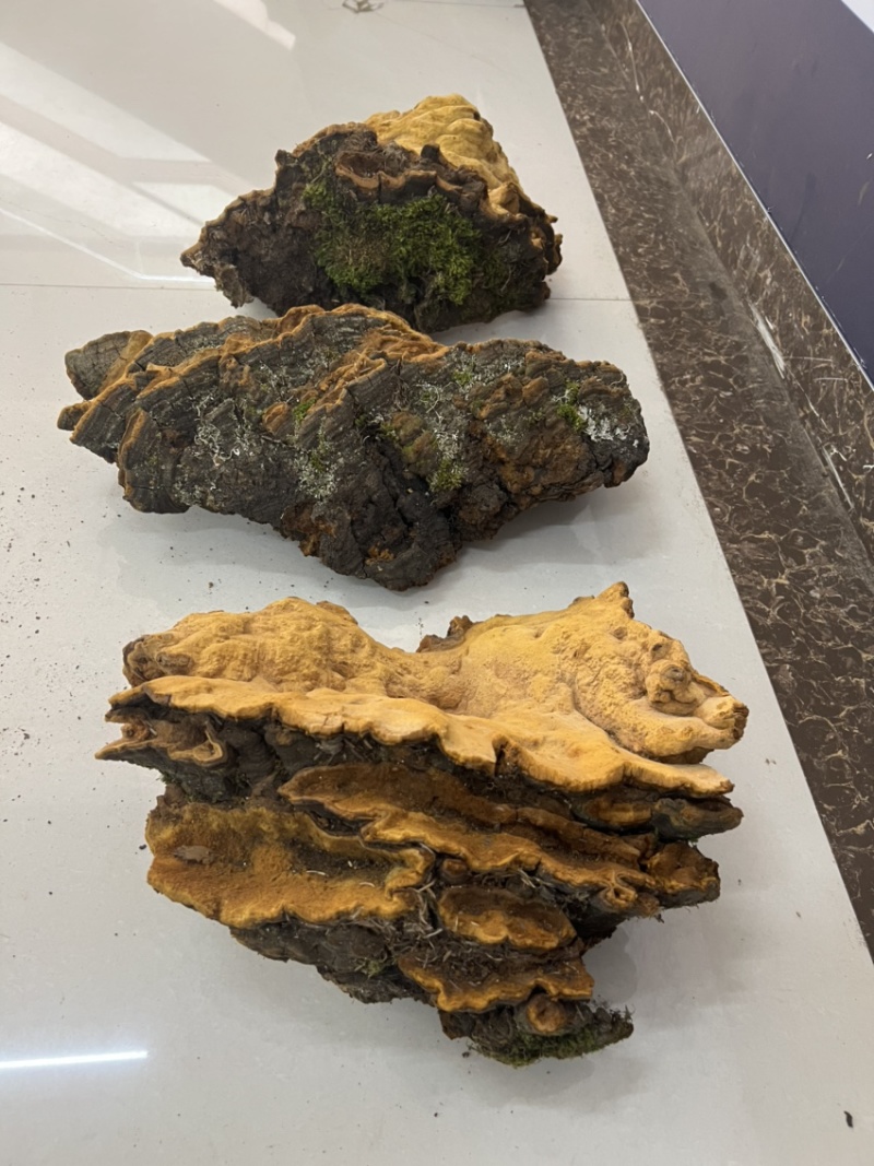 松针桑黄产地批发各种规格齐全量大详谈