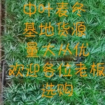 中叶麦冬草可做草坪基地货源，量大从优，欢迎各位老板选