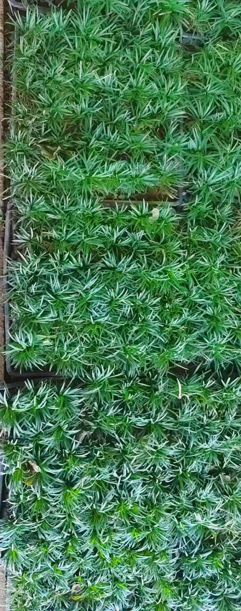 中叶麦冬草可做草坪基地货源，量大从优，欢迎各位老板选
