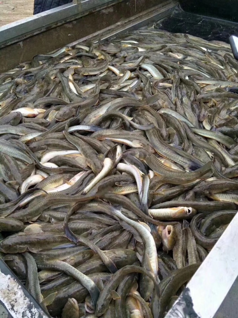 海鲜海鱼沙光鱼冷冻新鲜小龙鱼海鲶鱼深海水产海鱼类鲜活速冻