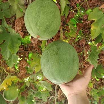 【好货新瓜蒌】新9号青瓜蒌热卖中质量保障诚信为本欢迎来电