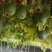 【好货新瓜蒌】新9号青瓜蒌热卖中质量保障诚信为本欢迎来电