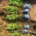 冬青（大叶黄杨）四季青规格齐全基地种植量大
