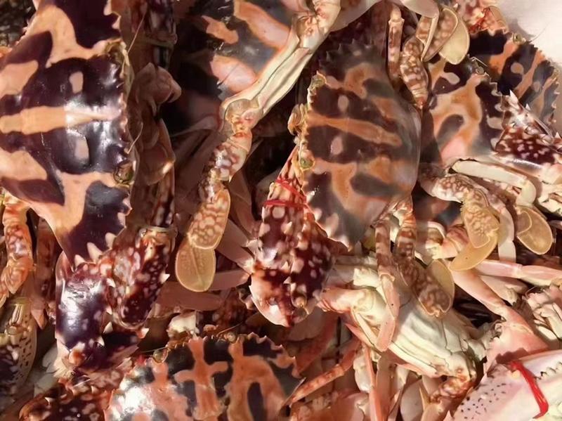 红花蟹石头蟹大红花蟹梭子蟹新鲜活冻螃蟹液氮红蟹水产海鲜