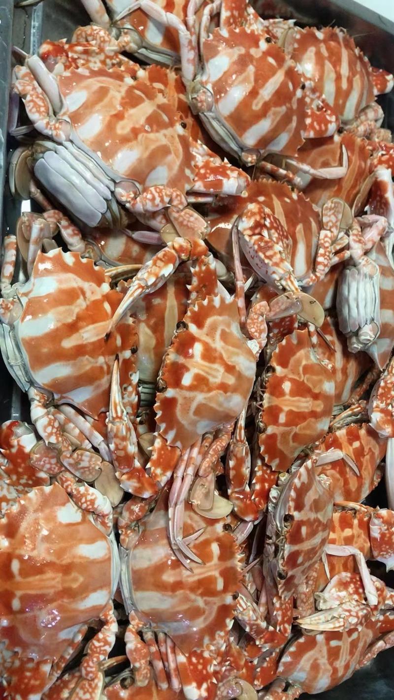 红花蟹石头蟹大红花蟹梭子蟹新鲜活冻螃蟹液氮红蟹水产海鲜