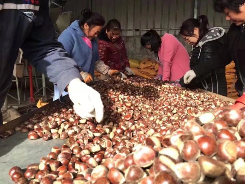 迁西3113板栗，老树板栗，遵化沟七各种规格齐全，产地