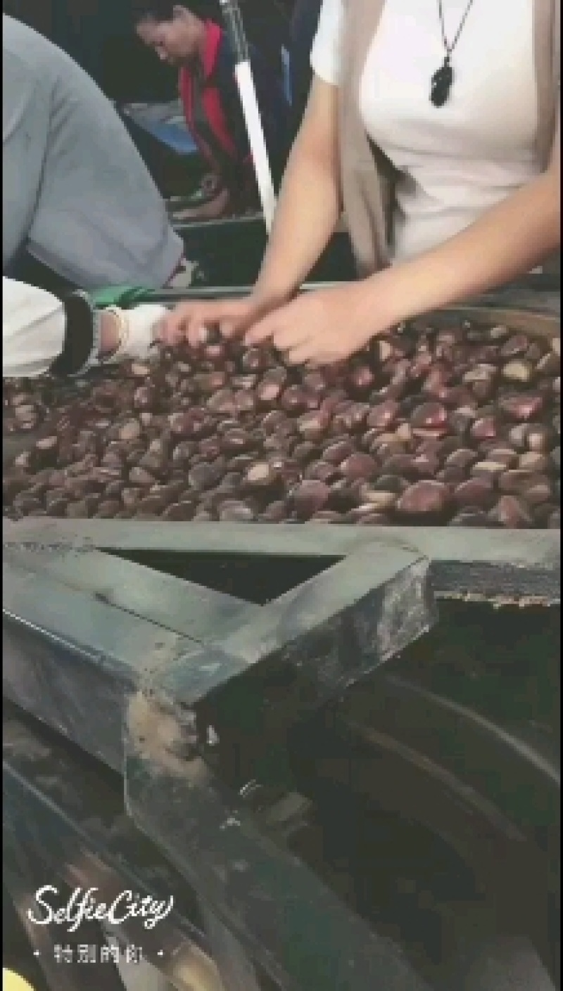 迁西板栗迁西3113板栗，老树板栗，遵化沟七各种规格