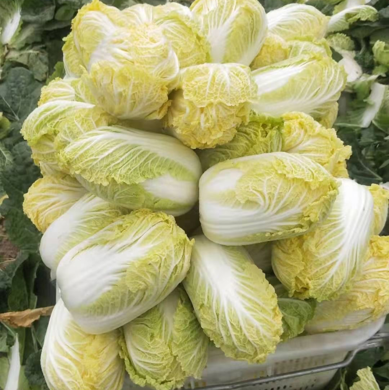 山东百亩娃娃菜大量上市无虫眼无烧心大小都有，规格全
