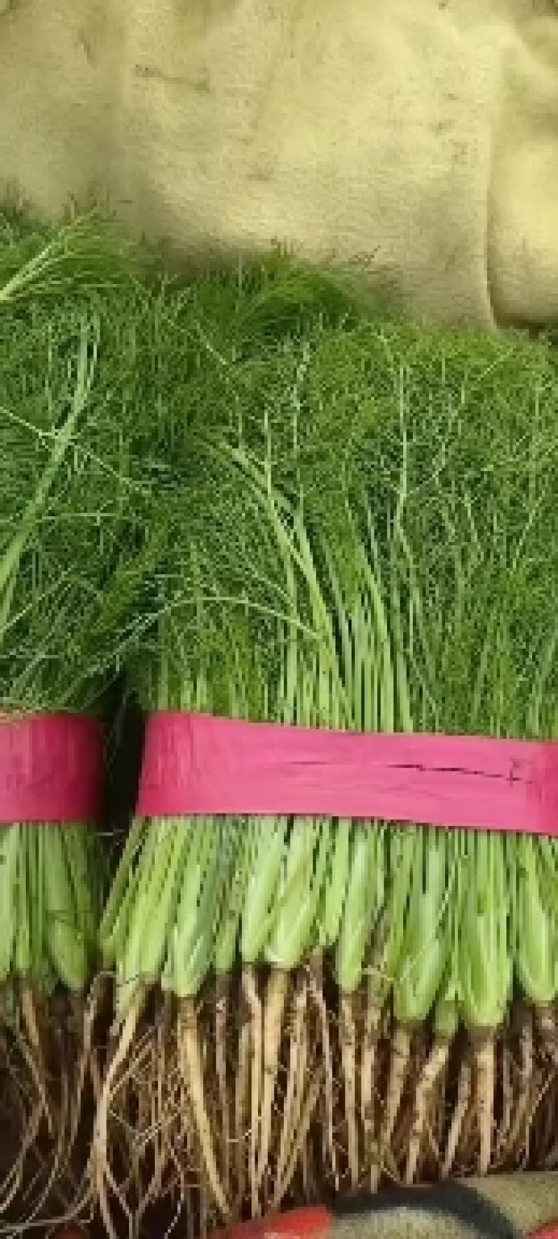 精品，茴香苗有基地供货，大型冷库打冷各种蔬菜种植基地供货