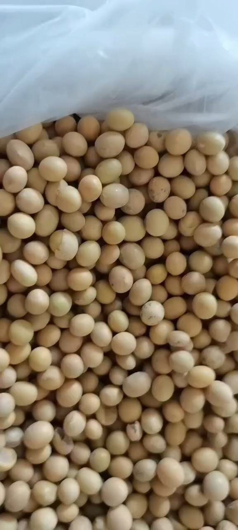 俄罗大豆进口非转基因大豆油豆高蛋白豆精豆吨袋包装过塔过筛