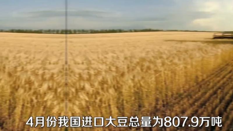 俄罗大豆进口非转基因大豆油豆高蛋白豆精豆吨袋包装过塔过筛