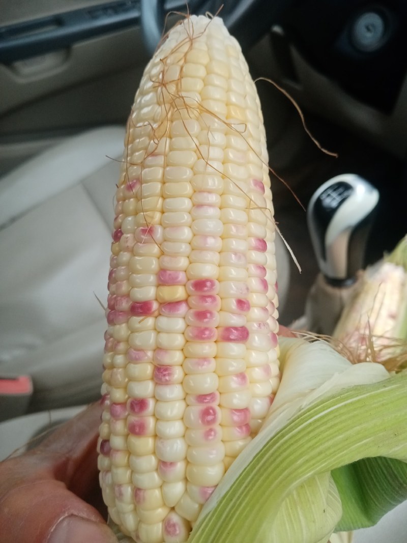 万糯玉米，大量上市，口感好，个头大无虫眼，欢迎各地客户