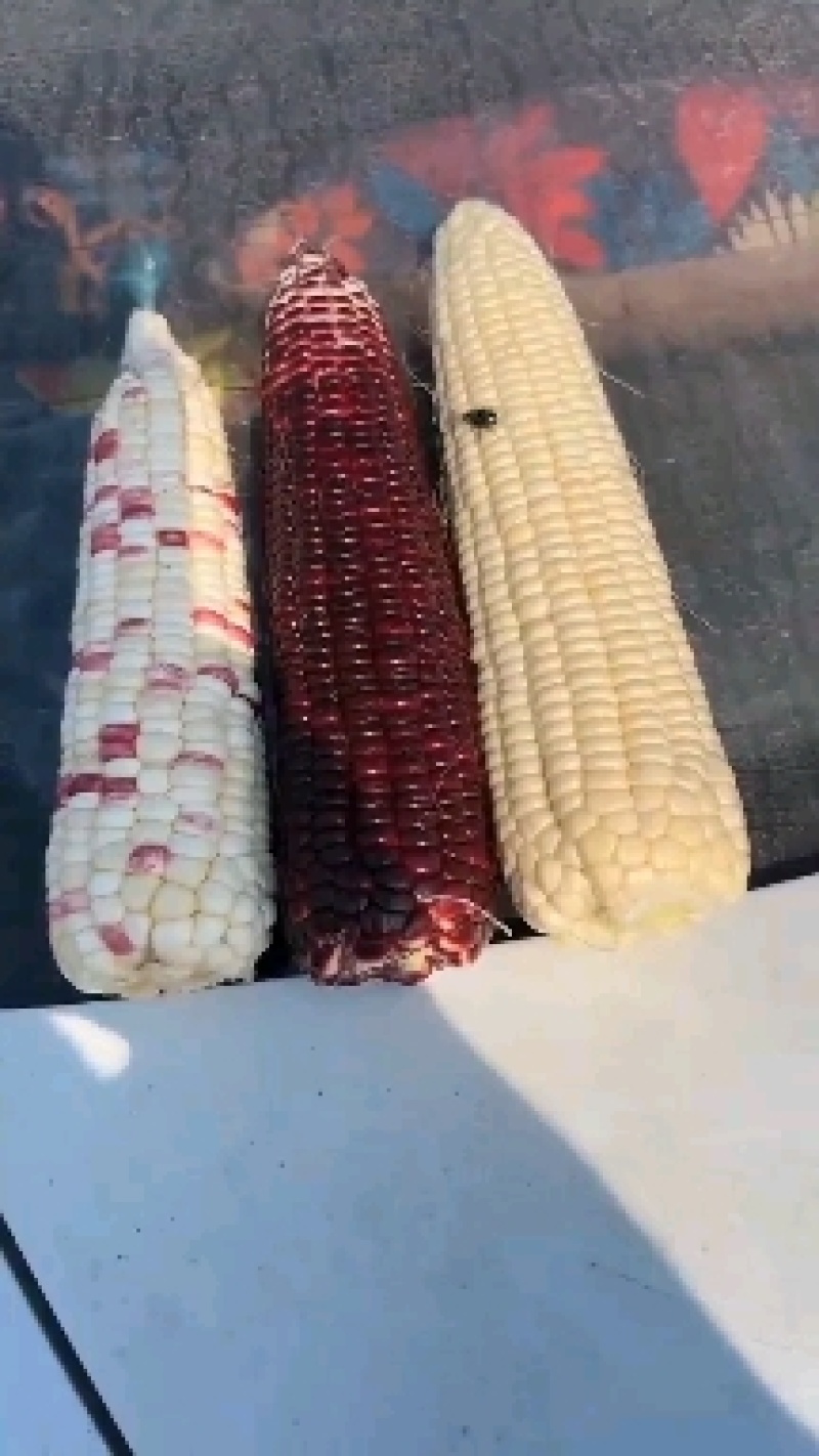 万糯玉米，大量上市，口感好，个头大无虫眼，欢迎各地客户