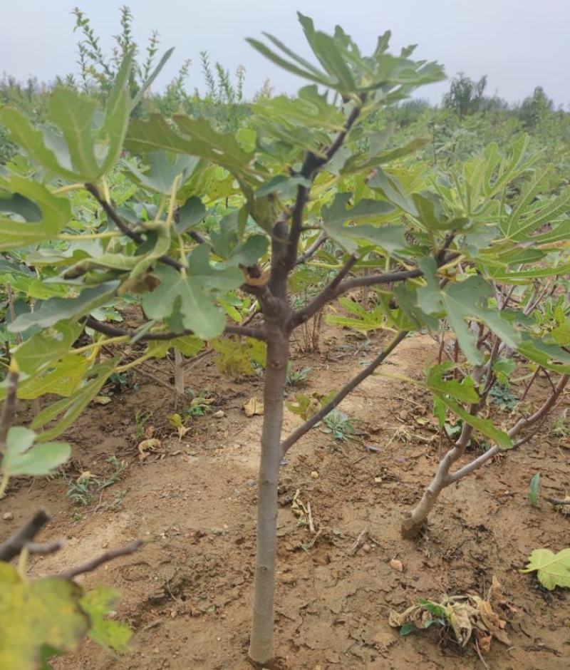 无花果苗无花果树，自家苗圃培育，都是3~5年的无花果树