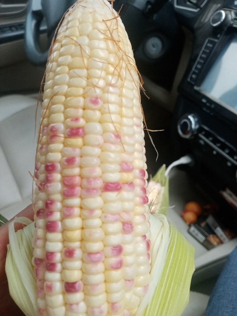 万糯玉米，大量上市，口感好，个头大无虫眼，欢迎各地客户