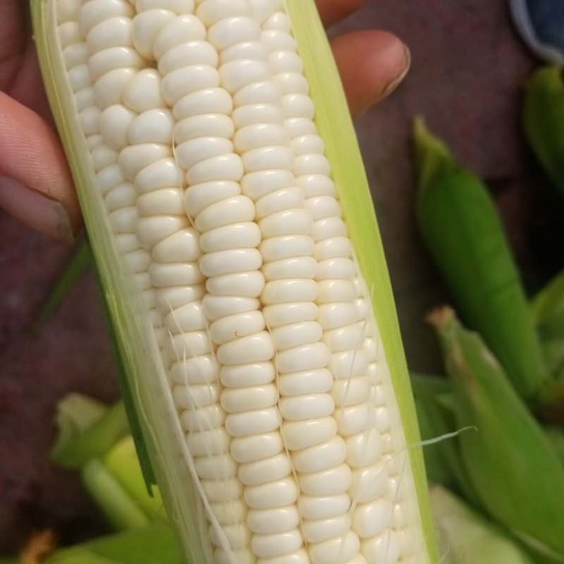 万糯玉米，大量上市，口感好，个头大无虫眼，欢迎各地客户