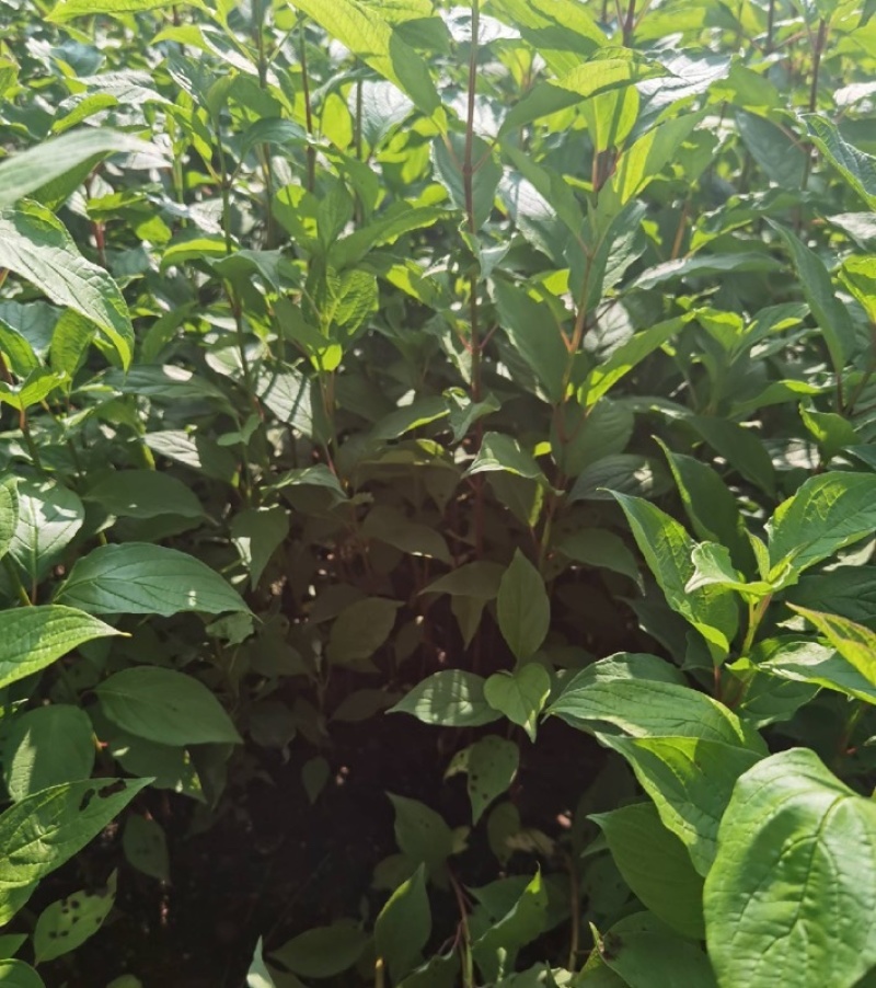 【精选】辽宁红瑞木苗圃直发存活率保障量大从优！