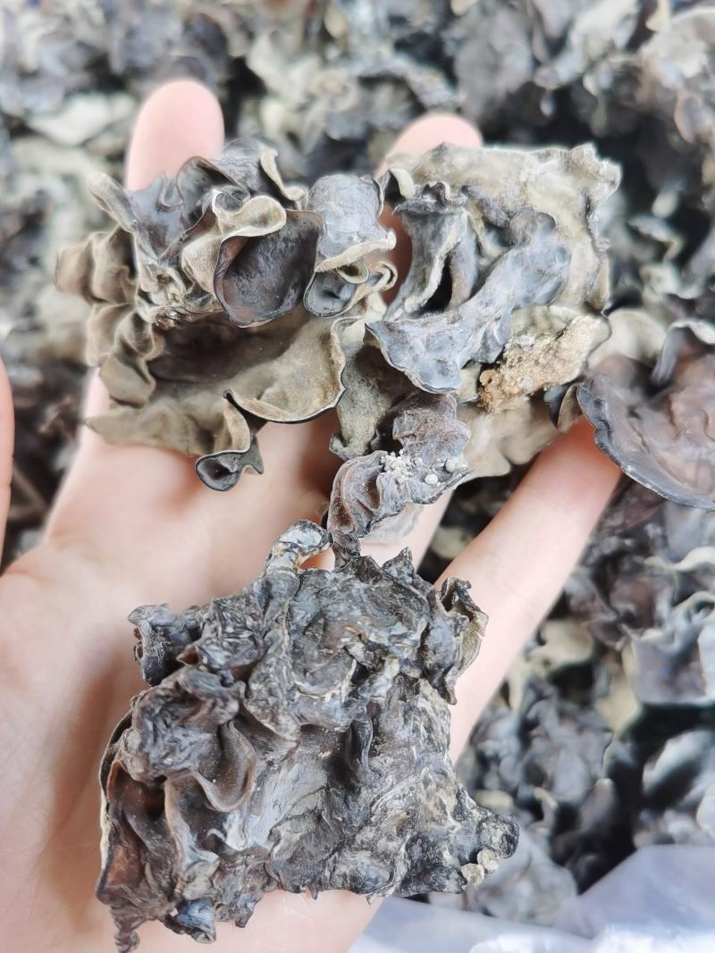 毛木耳地摊货源批发未水洗