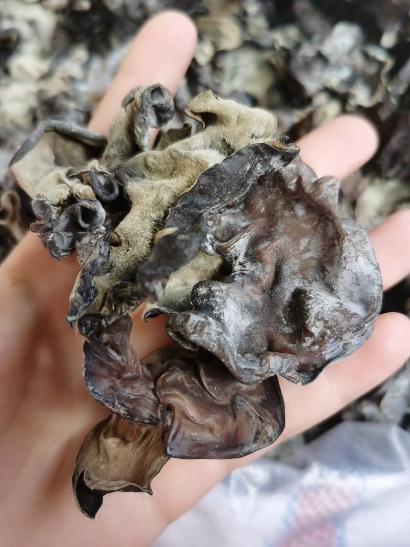 毛木耳地摊货源批发未水洗