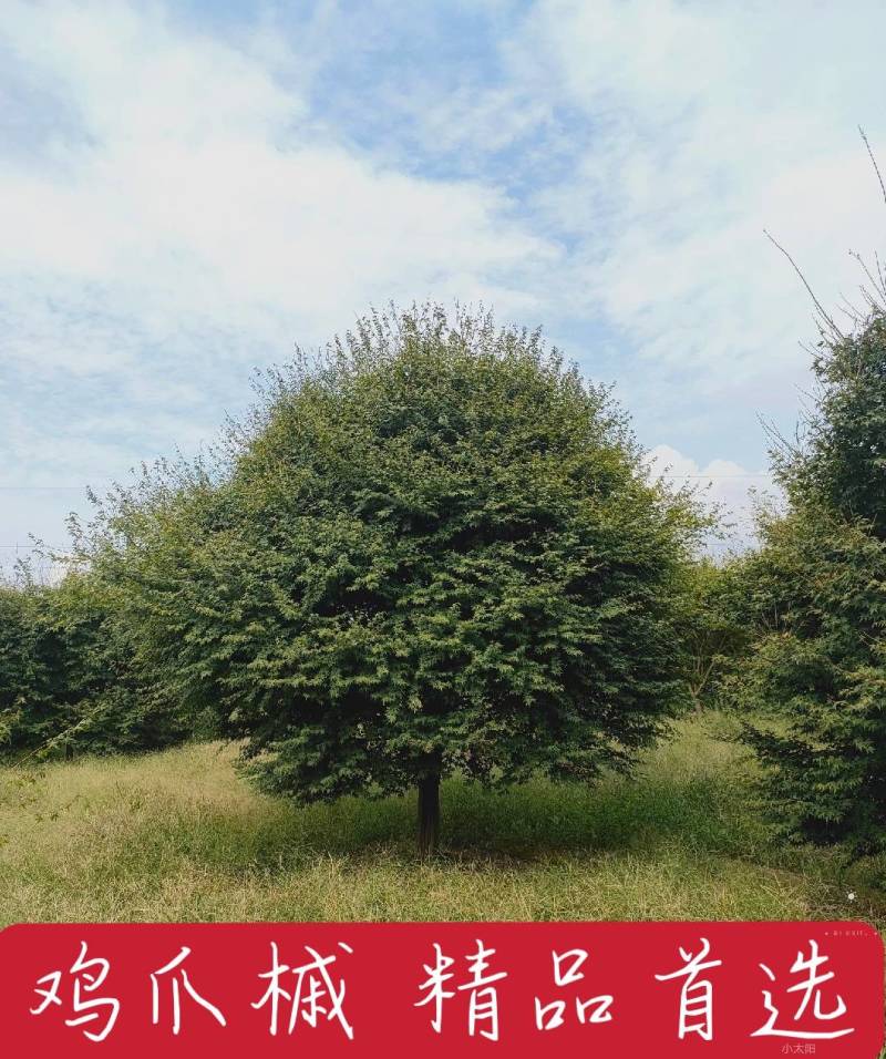 鸡爪槭现挖现发产地直发质量保障规格齐全