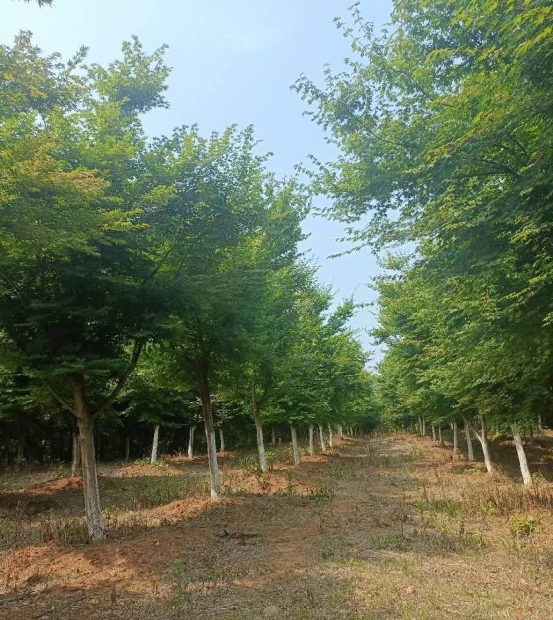 鸡爪槭现挖现发产地直发质量保障规格齐全