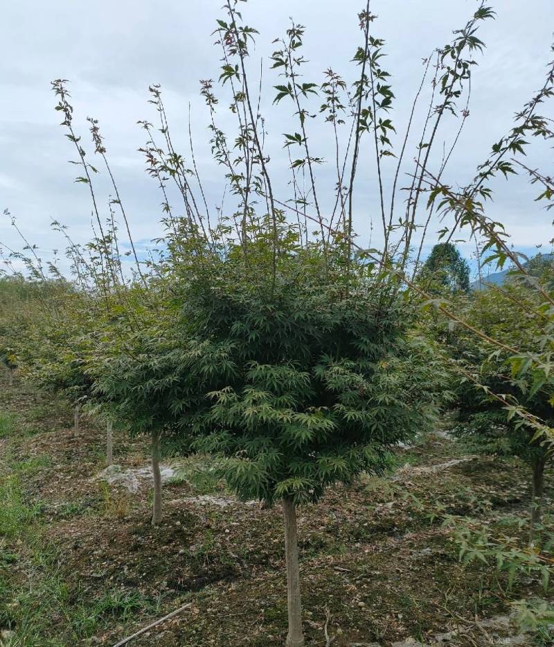 鸡爪槭现挖现发产地直发质量保障规格齐全