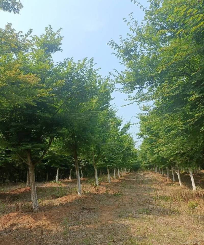 鸡爪槭现挖现发产地直发质量保障规格齐全