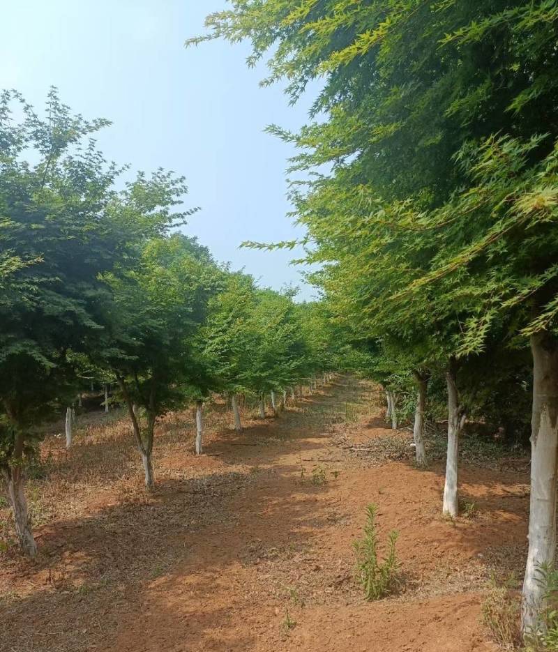 鸡爪槭现挖现发产地直发质量保障规格齐全
