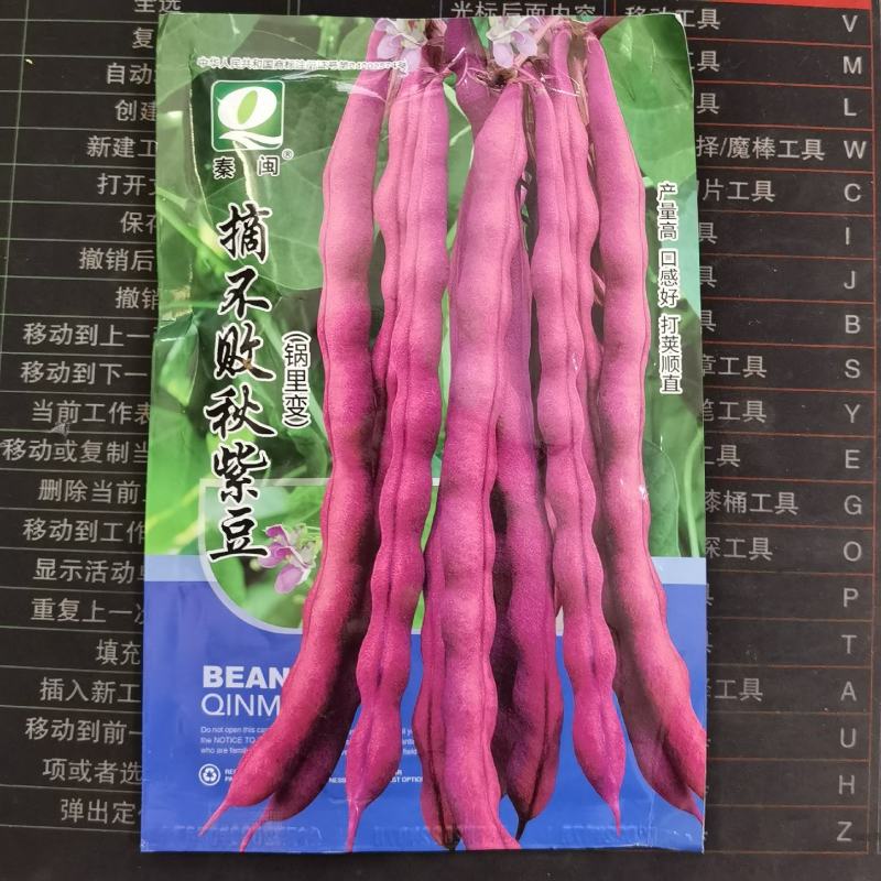 秋紫豆种子豆角种子锅里变紫豆角种子农家庭院阳台蔬菜种子