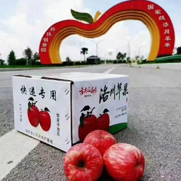 陕西苹果，基地直发对接各大商超平台，品质保证，