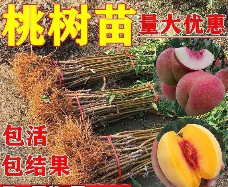 桃树苗，桃树品种，油蟠桃苗，油蟠七号，自家苗圃培育