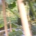 吊东冬瓜大量现货产地直发供应全国市场批发商