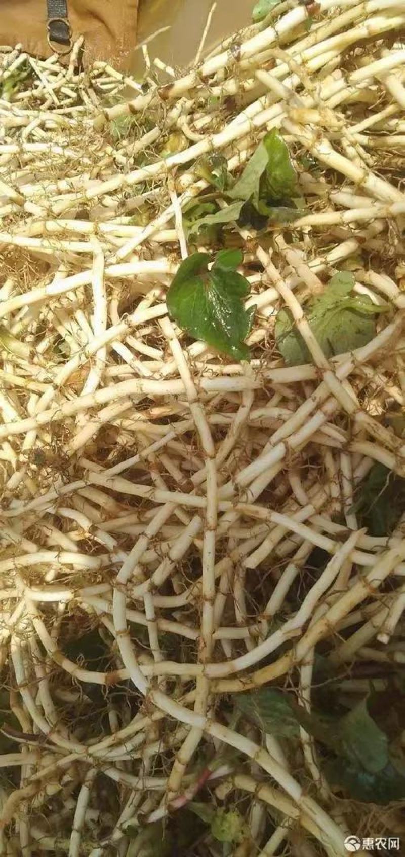鱼腥草折耳根狗节耳凉拌菜狗耳菜