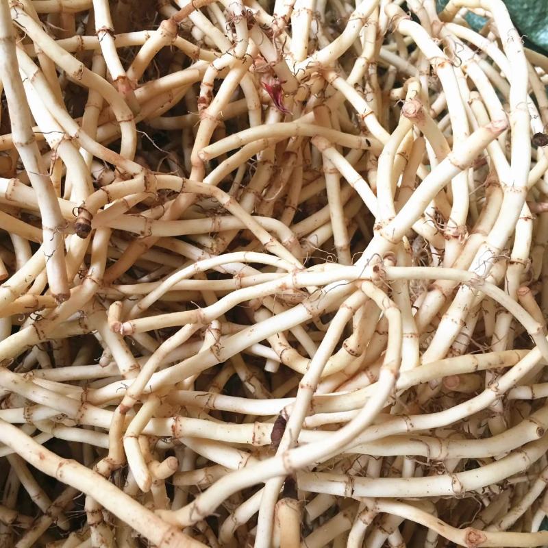 鱼腥草折耳根狗节耳凉拌菜狗耳菜